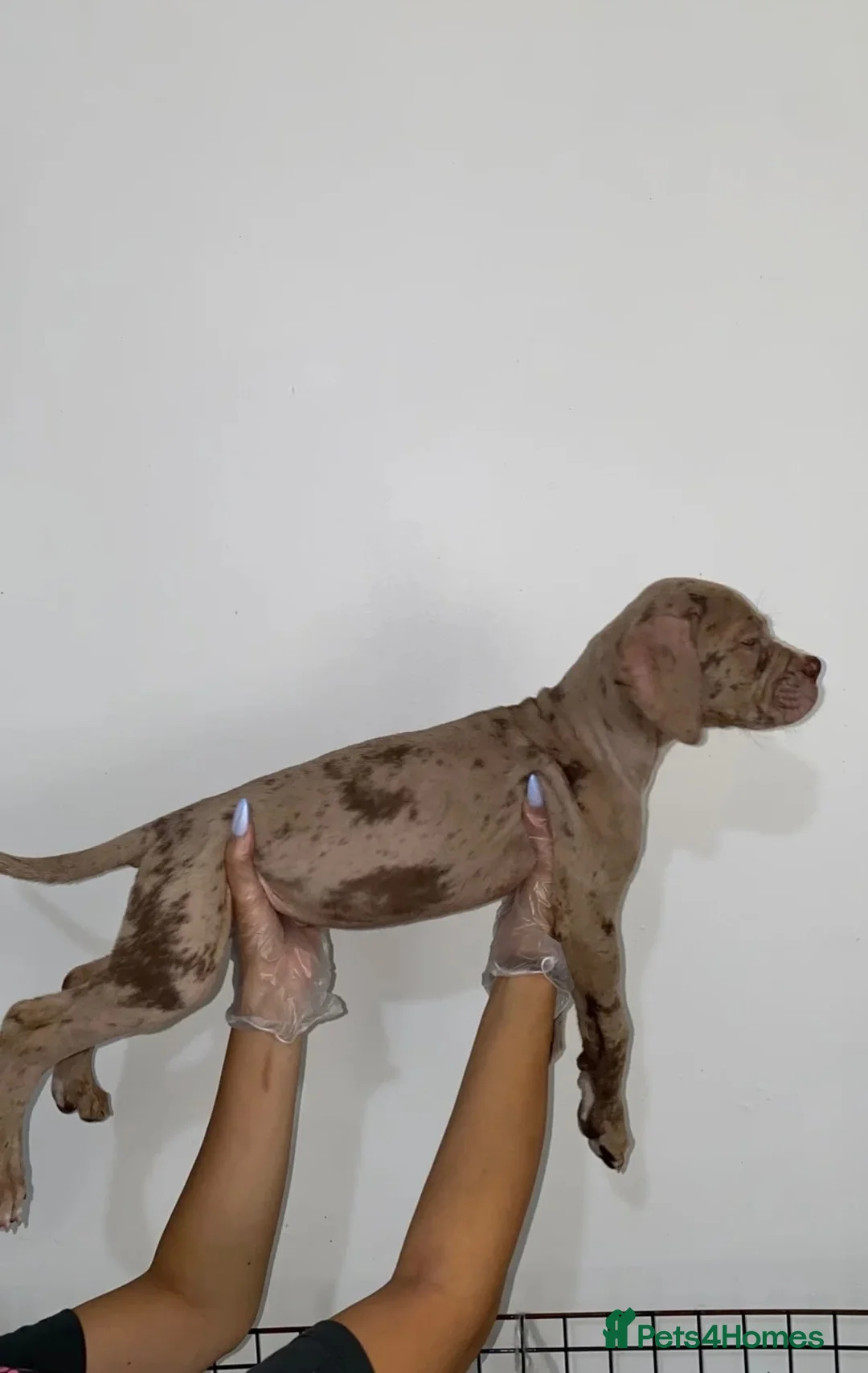 Mixed Breed dogs for sale: Cane corso x bandog  - Advert 2