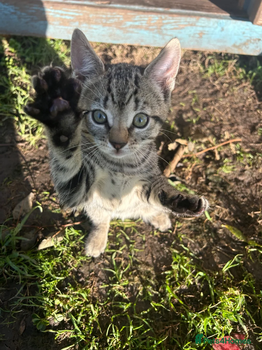 Mixed Breed cats for sale: 3 females available. Ready to leave now  in Preston - Advert 2