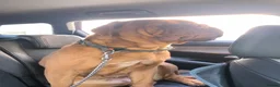 Dogue De Bordeaux dogs for sale: Loving 3-Year-Old Female Dogue de Bordeaux in Bideford - Advert 5