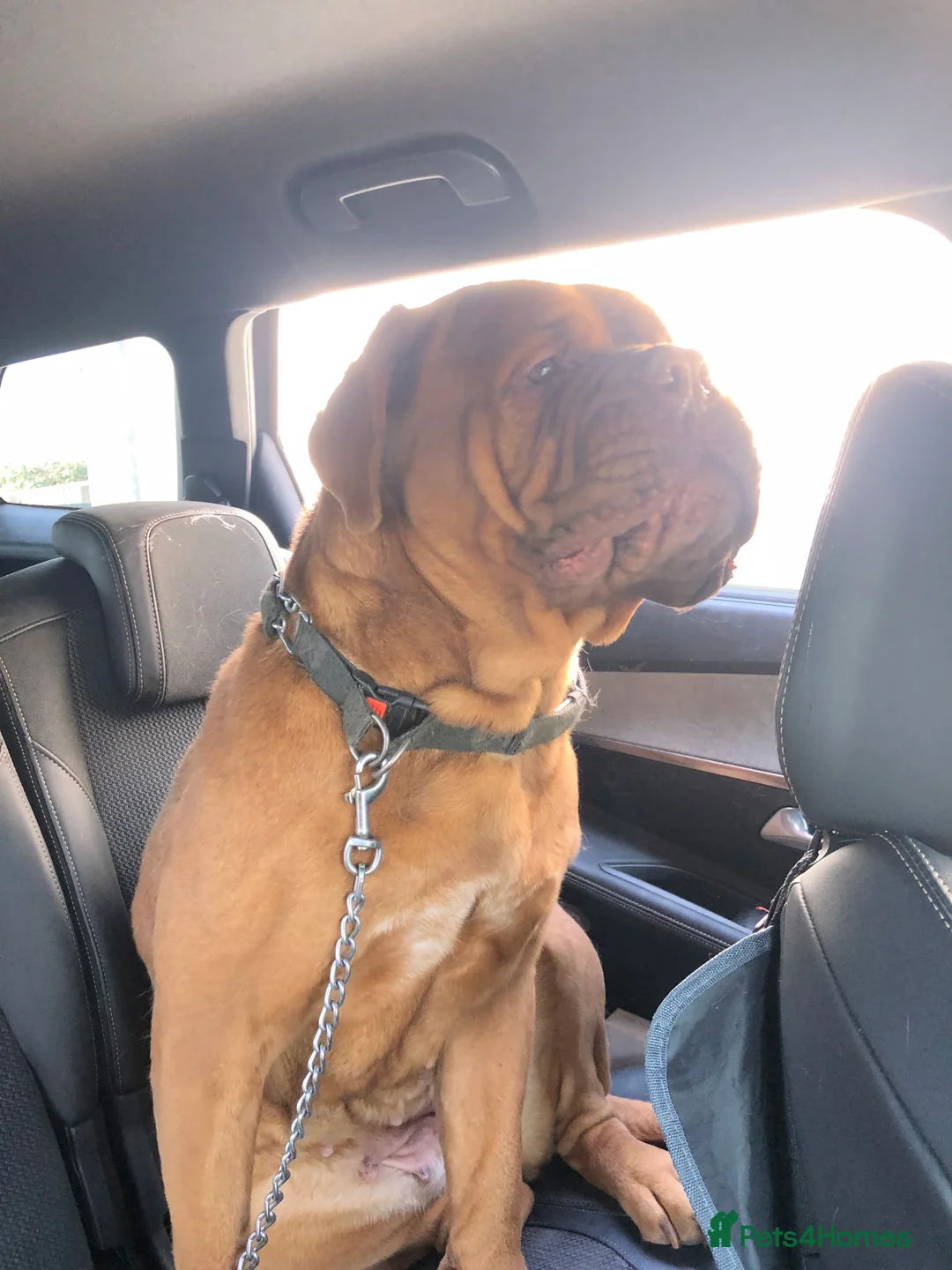 Dogue De Bordeaux dogs for sale: Loving 3-Year-Old Female Dogue de Bordeaux in Bideford - Advert 5