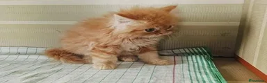 Persian 2