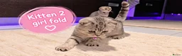 Scottish Fold cats for sale: 🐾 Beautiful Scottish Fold & Scottish Straight🐾 - Advert 6