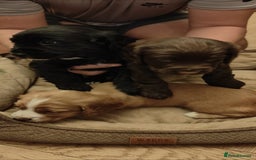 Cocker Spaniel dogs for sale: Brown Boy Cocker Spaniel Puppy - Image 7