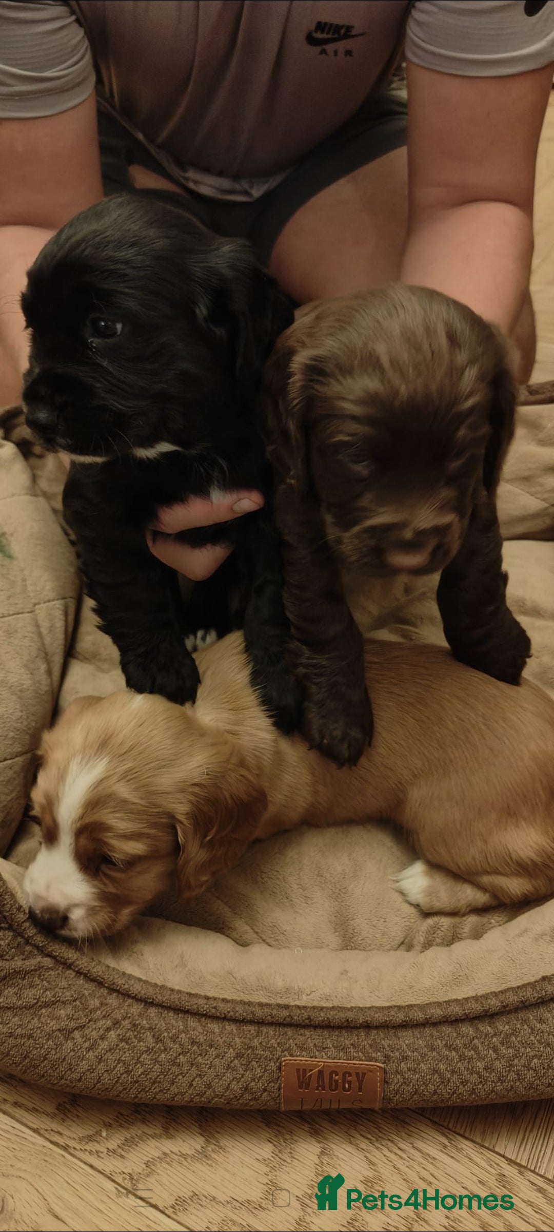 Cocker Spaniel dogs for sale: Brown Boy Cocker Spaniel Puppy - Image 7