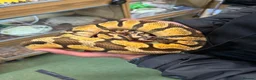 Python Snake reptiles for sale: Pastel Enchi Royal Python with 4 foot setup - Advert 6