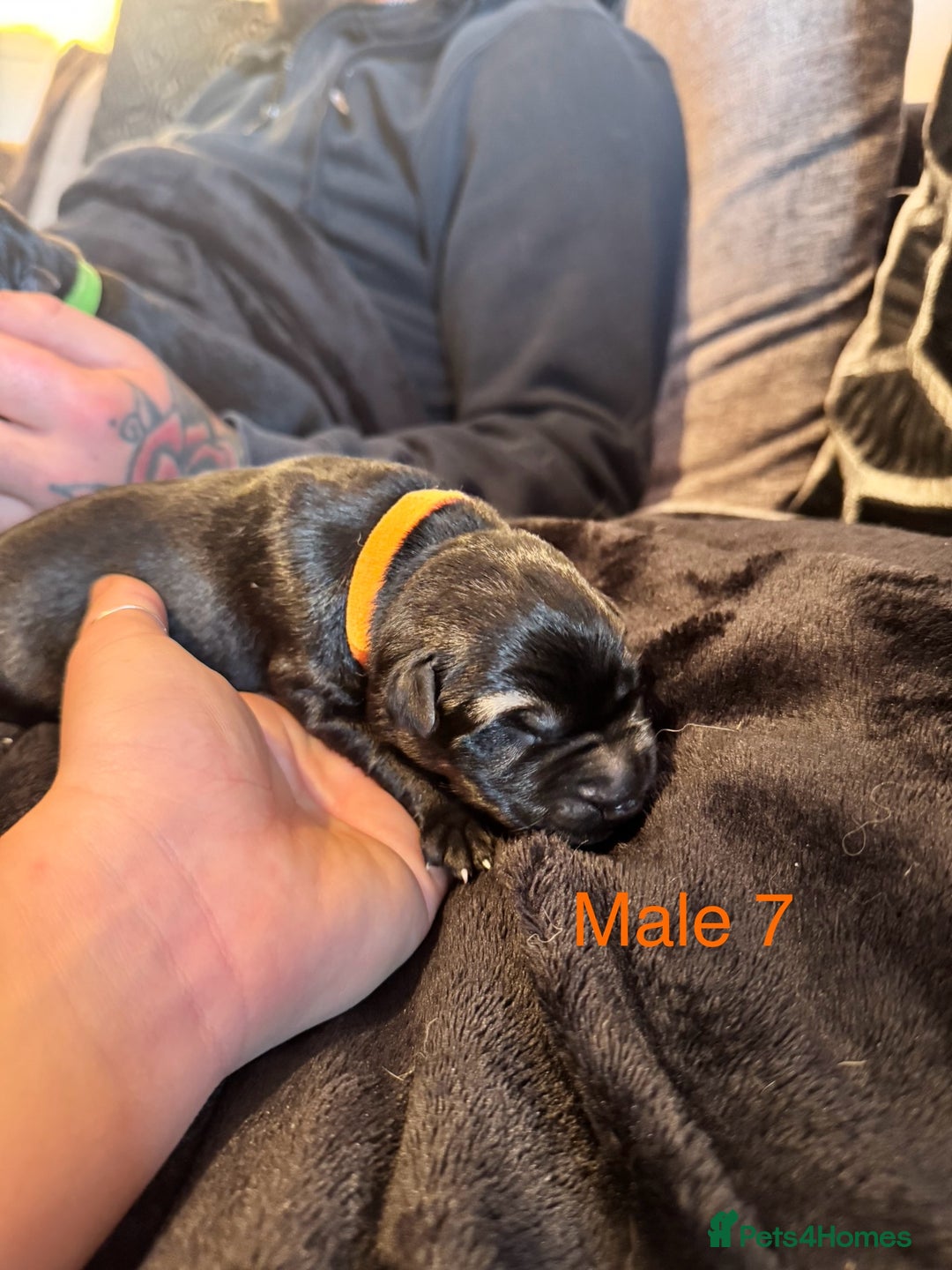 German Shepherd dogs for sale: 🧬Working Line German Shepherds, Full HealthTested - Advert 32