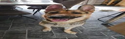 German Shepherd dogs for sale: URGENT REHOMING NEEDED - Advert 2