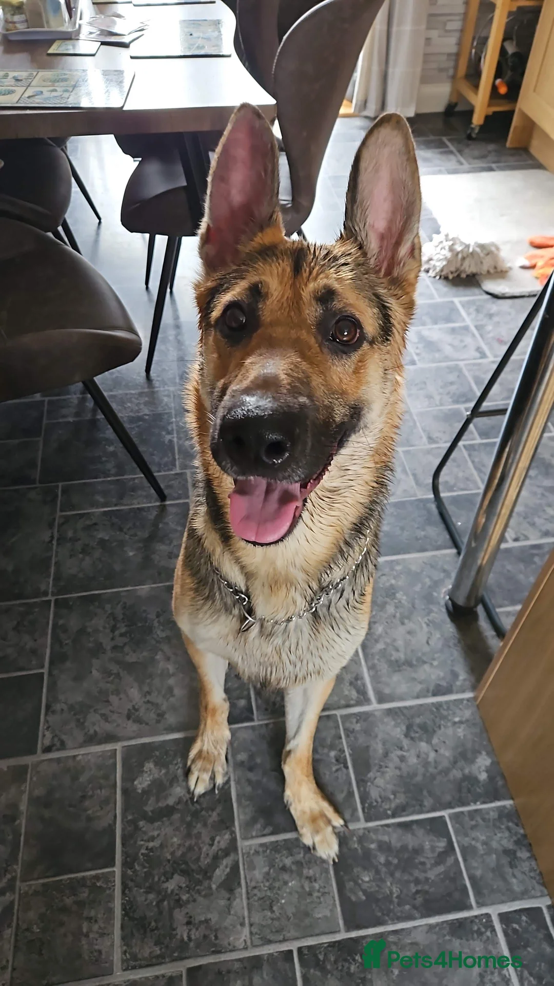 German Shepherd dogs for sale: URGENT REHOMING NEEDED - Advert 2