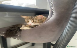 Mixed Breed cats for sale: Adorable kittens looking for their forever home 🐾 - Image 10
