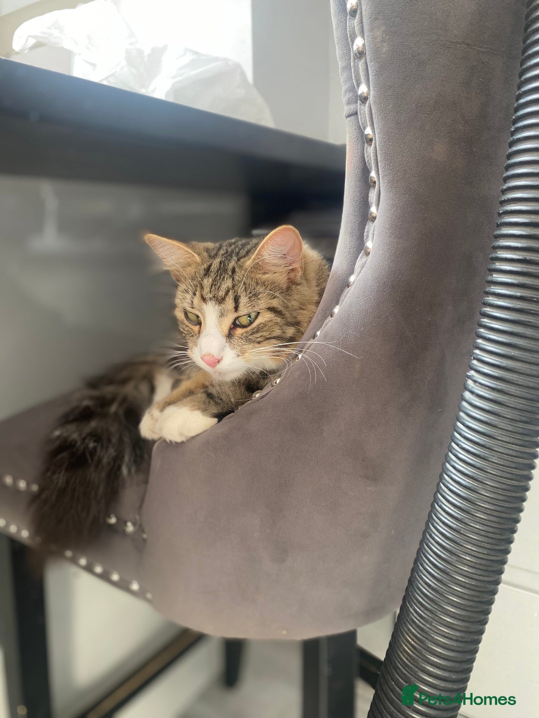 Mixed Breed cats for sale: Adorable kittens looking for their forever home 🐾 - Image 10