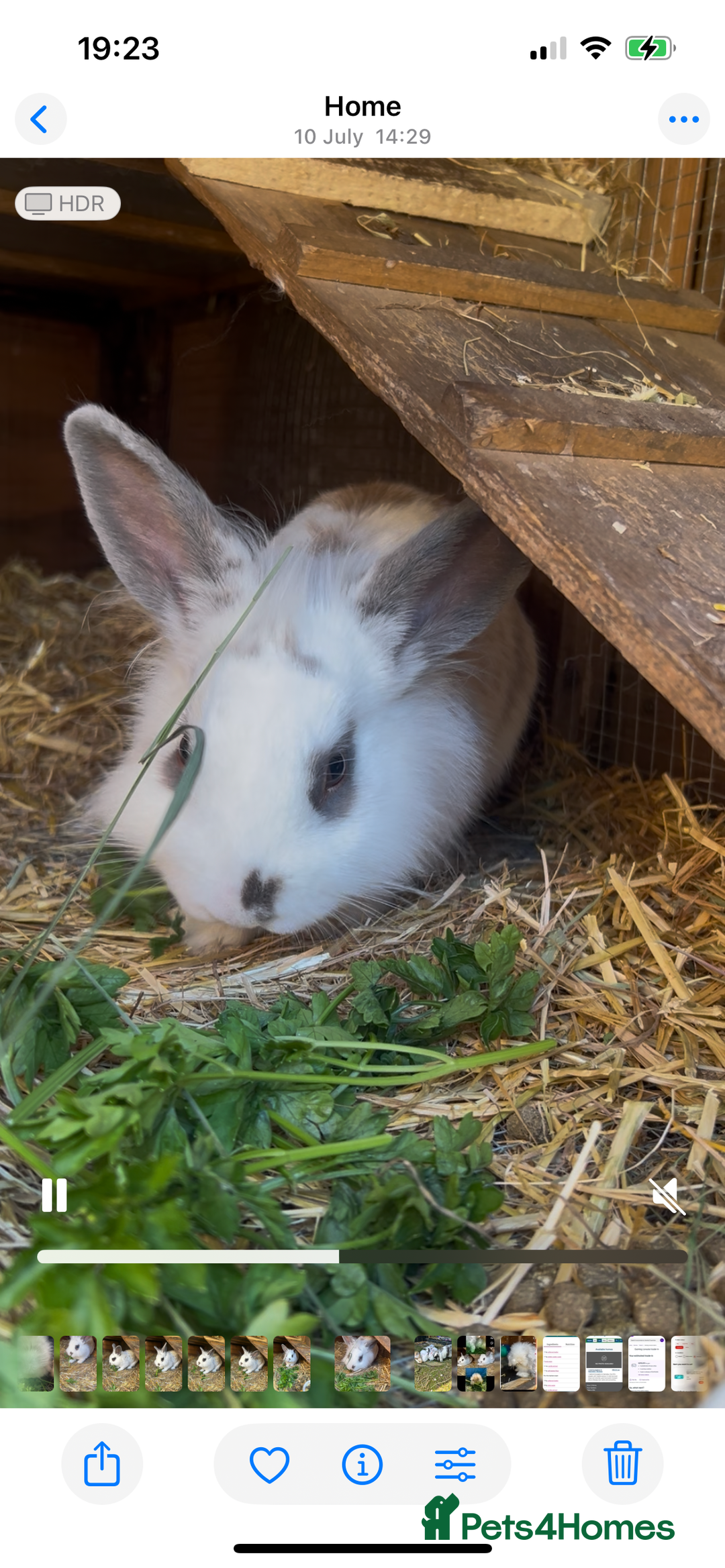 Lionhead rabbits for sale: bunny looking for his forever home - Advert 2
