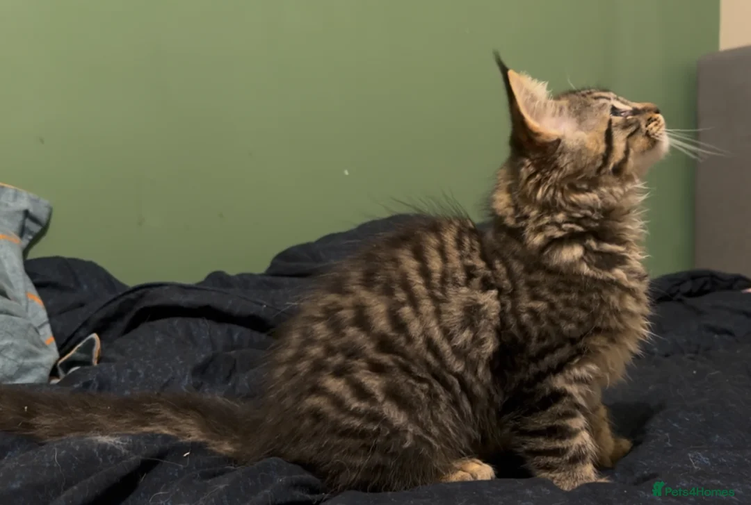 Maine Coon cats for sale: FINAL BOY! Maine Coon Cross Kitten Ready Now!  - Advert 8