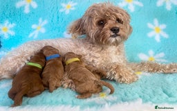 Cavapoo dogs for sale: Extensively Health tested cavapoos  - Image 1