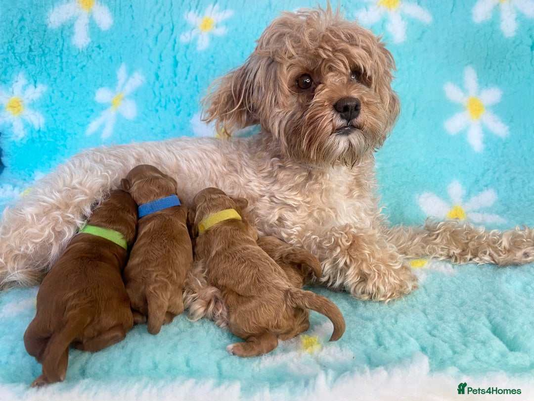 Cavapoo dogs for sale: Extensively Health tested cavapoos  - Image 1