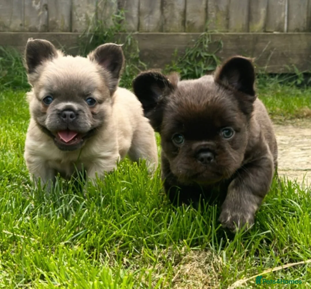 French Bulldog dogs for stud: 💜SICARIO|LILAC & TAN FLUFFY FRENCH BULLDOG STUD💜 - Advert 11