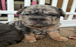 French Bulldog dogs for sale: Only 3 boys left, 5⭐️KC frenchies carrying fluffy  - Image 15