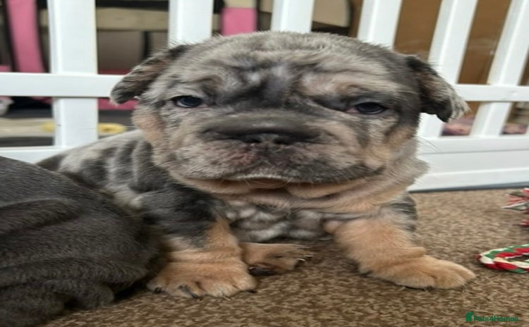 French Bulldog dogs - Advert 9