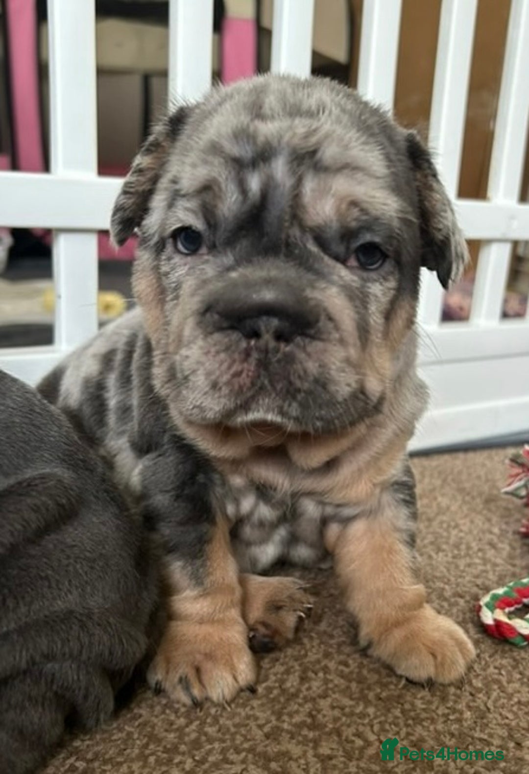 French Bulldog dogs for sale: Only 3 boys left, 5⭐️KC frenchies carrying fluffy  - Image 15