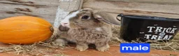Mixed Breed rabbits for sale: Stunning bunnies 🐰  - Advert 8
