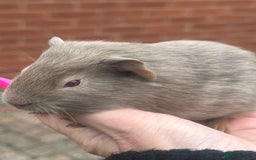 Guinea Pig rodents for sale: Gorgeous baby Guineapigs  - Image 8