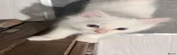 Ragdoll cats for sale: TICA Registered Blaze Red colour Ragdoll Kittens - Advert 30