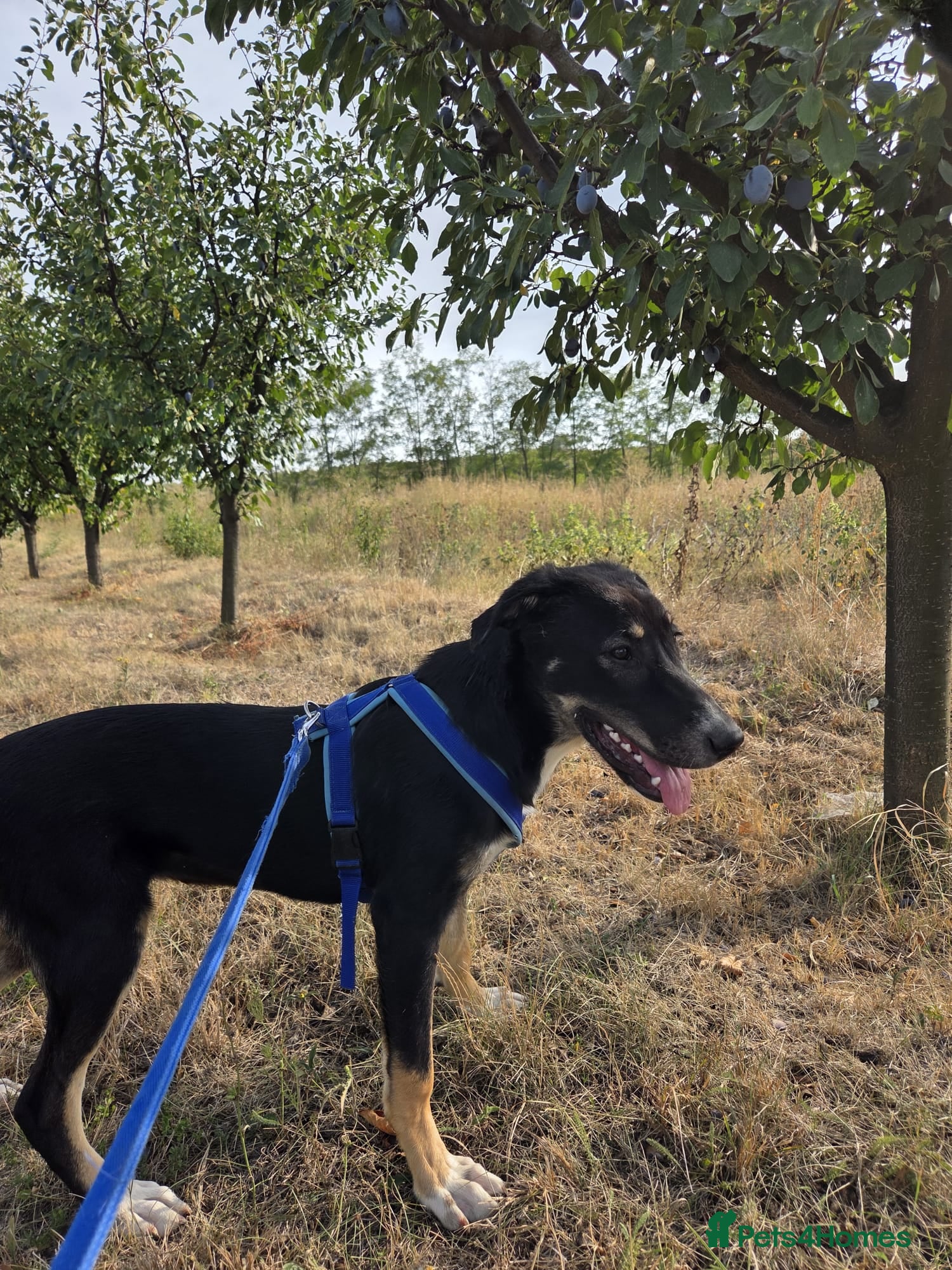 Mixed Breed dogs for adoption: 🐾 RONA -  a Lovely Girl, for a Loving Home🐾 in Bristol - Advert 10