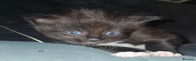 Maine Coon 5