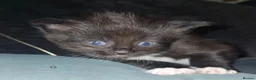 Maine Coon cats for sale: Maine coon cross kittens - Advert 8