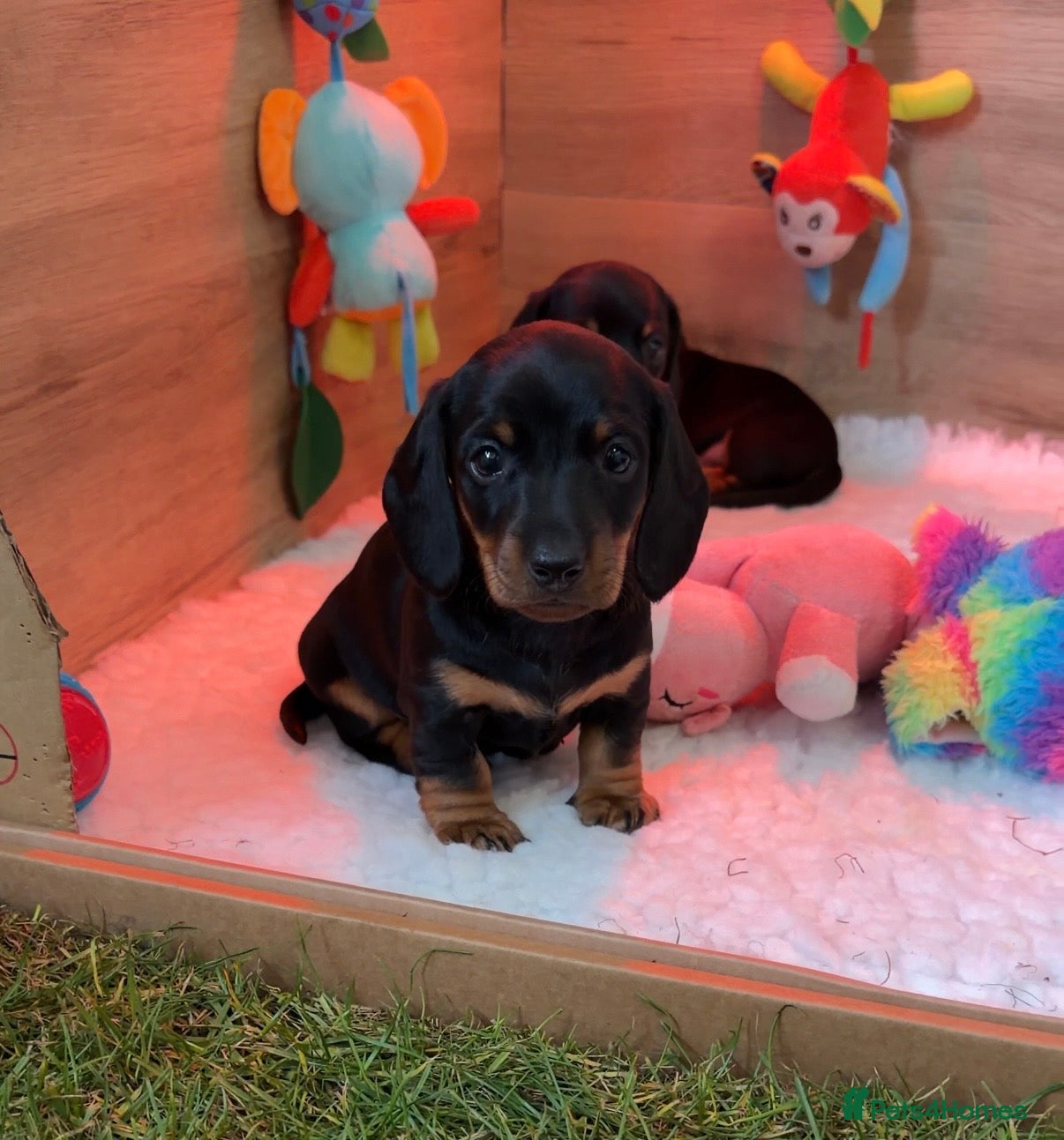 Miniature Dachshund dogs 40 champion+ Smooth Haired Mini Dachshund - Advert 1