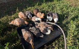 Ducks poultry for sale: Call ducks for sale - Image 3