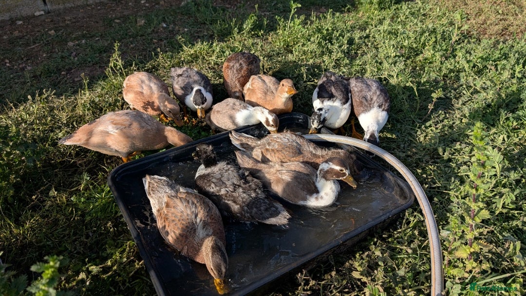 Ducks poultry for sale: Call ducks for sale - Image 3