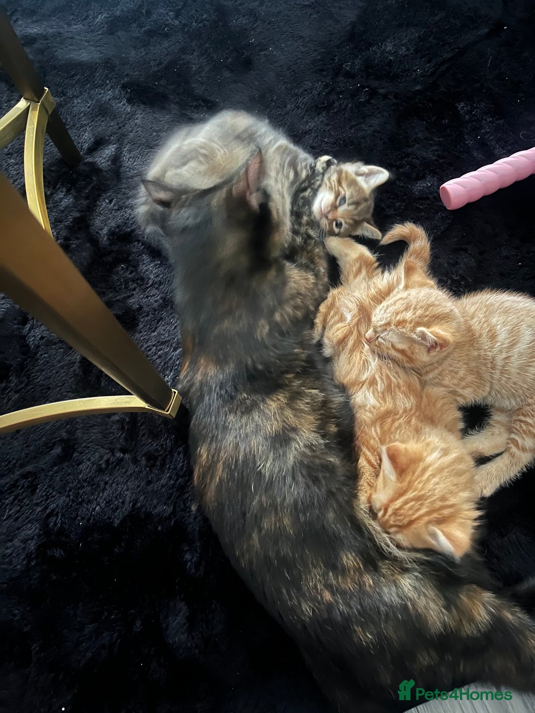 British Longhair cats for sale: 1 go get boy 1 tabby girl - Image 3