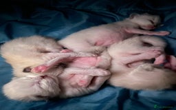 Ragdoll cats for sale: Beautiful Ragdoll Kittens - Image 9