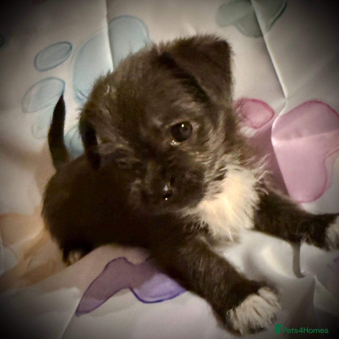 Mixed Breed dogs for sale: Malchi Puppies Looking for Their Forever Homes  - Image 21