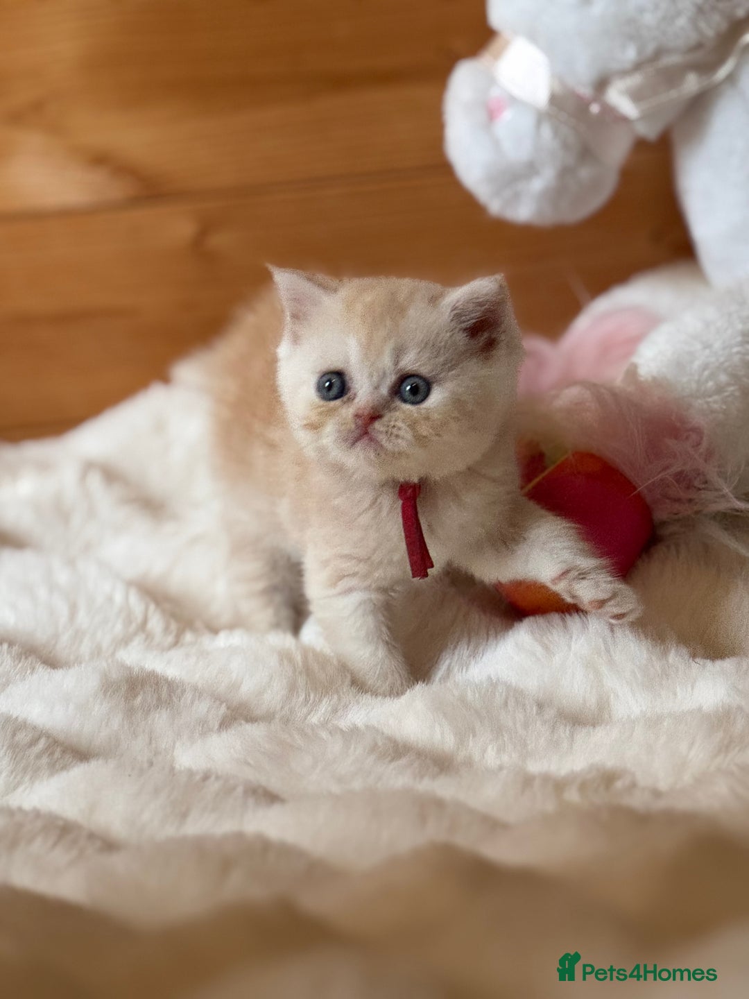 Exotic cats for sale: Gorgeous Golden Exotic Girl - Advert 9