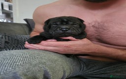 Shar Pei dogs for sale: Shar pei puppies  - Image 8