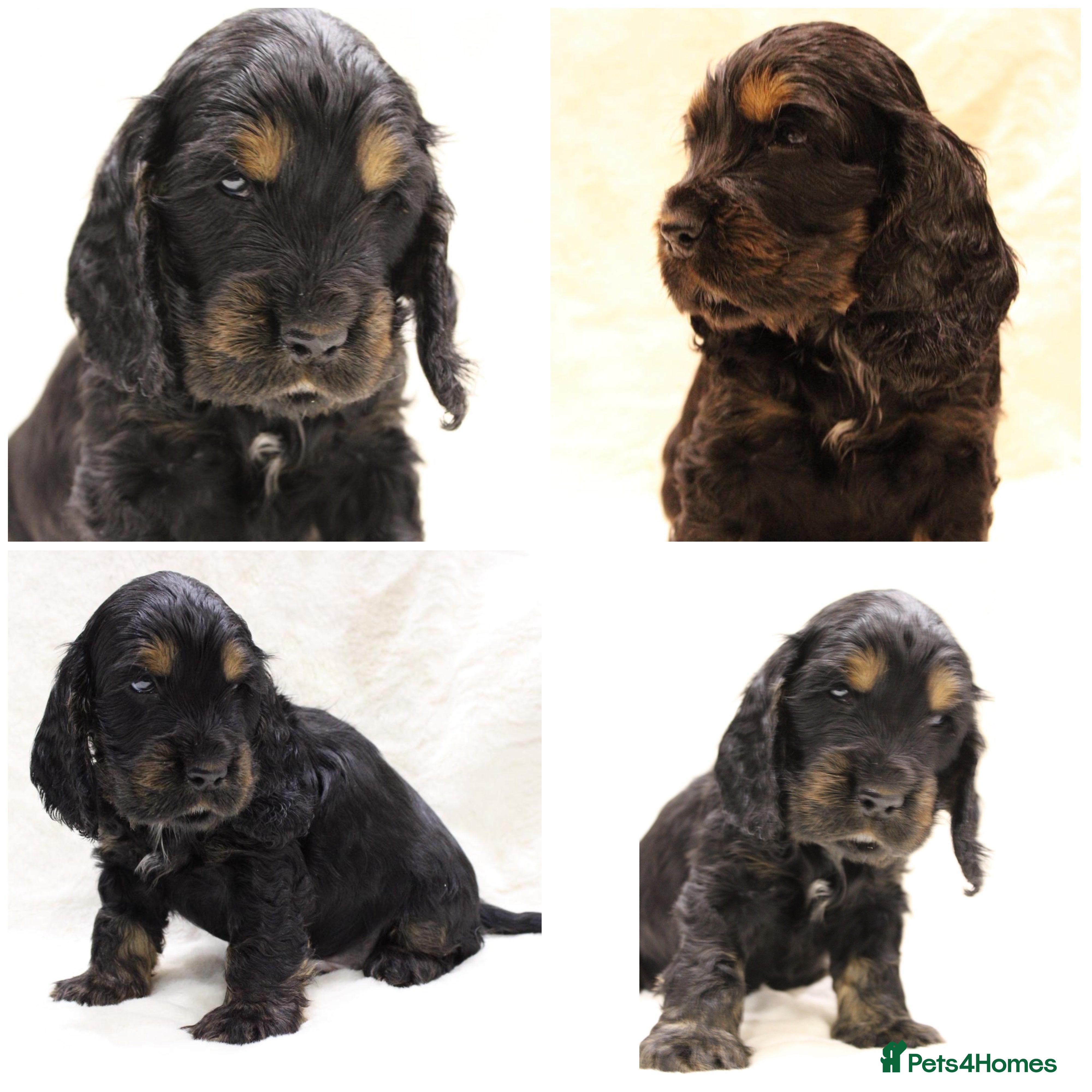 Cocker Spaniel dogs Kc Show type Cocker Spaniels  - Advert 3