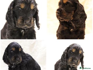 Cocker Spaniel dogs Kc Show type Cocker Spaniels - Advert 3