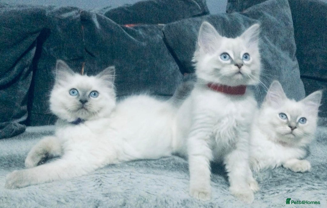 Ragdoll cats for sale: Ragdoll kittens girls - Advert 10