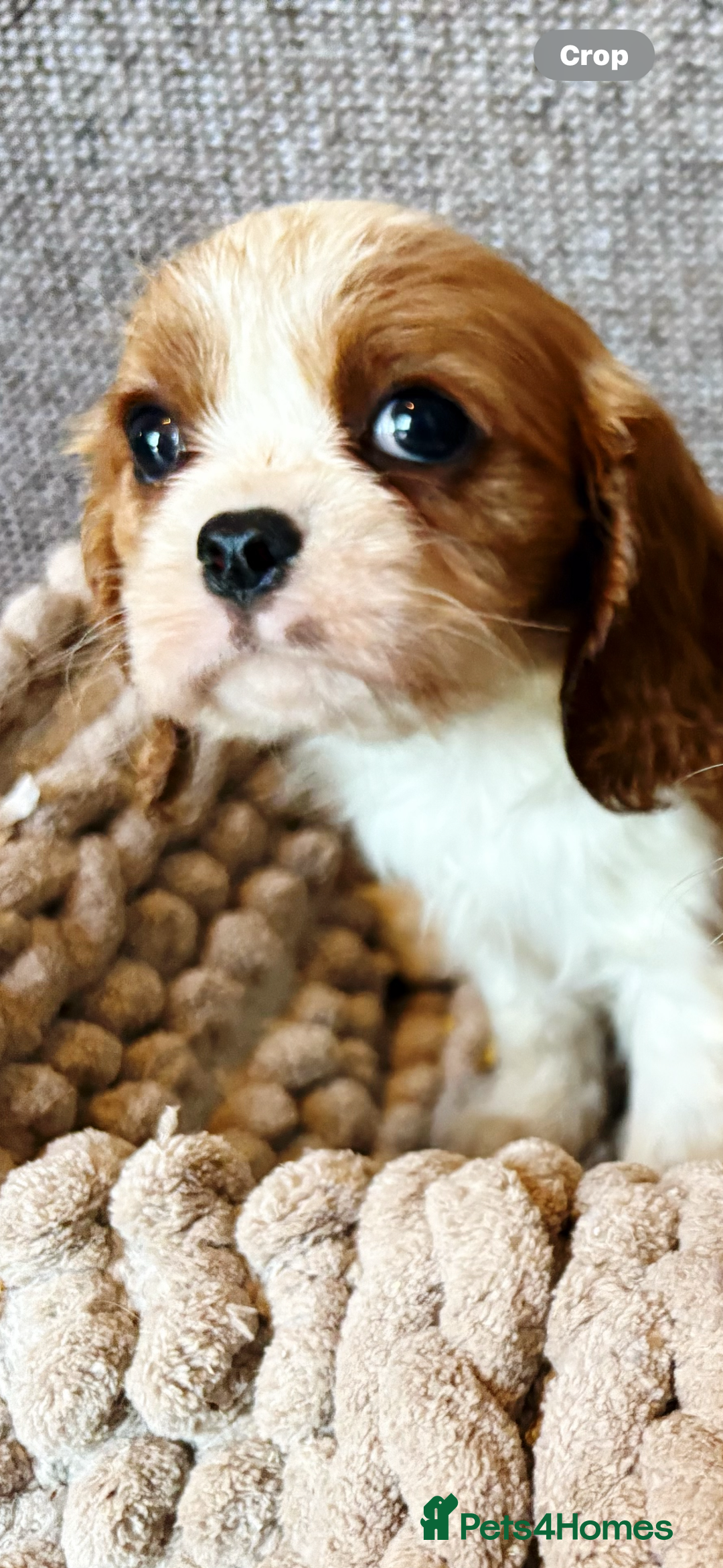 Cavalier King Charles Spaniel dogs for sale: Cavalier King Charles Puppys   - Advert 13