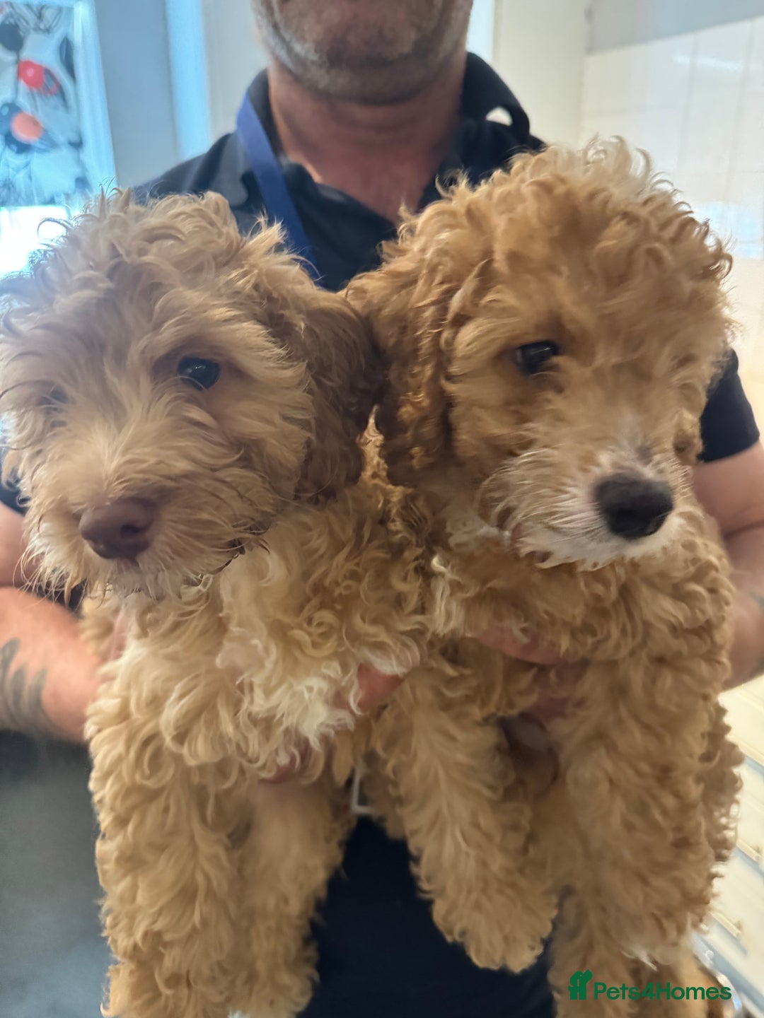 Cockapoo dogs for sale: Cockerpoo  in Didcot - Image 2