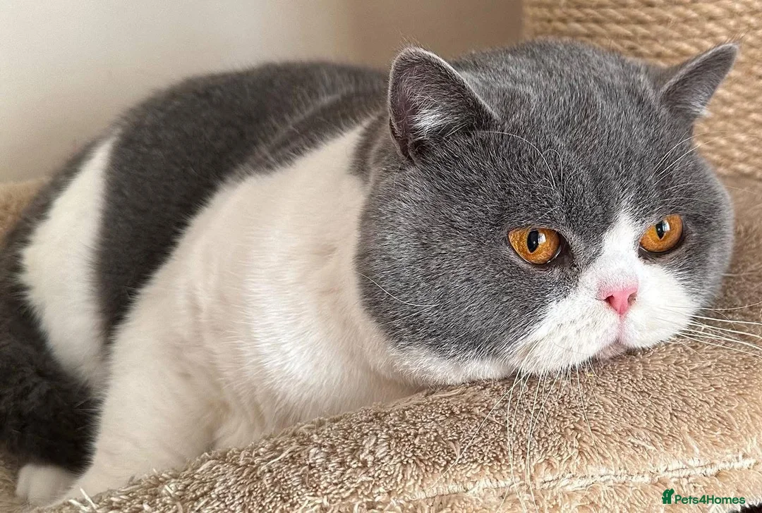 British Shorthair cats for stud: BLUE & WHITE CINNAMON CARRIER - Advert 2