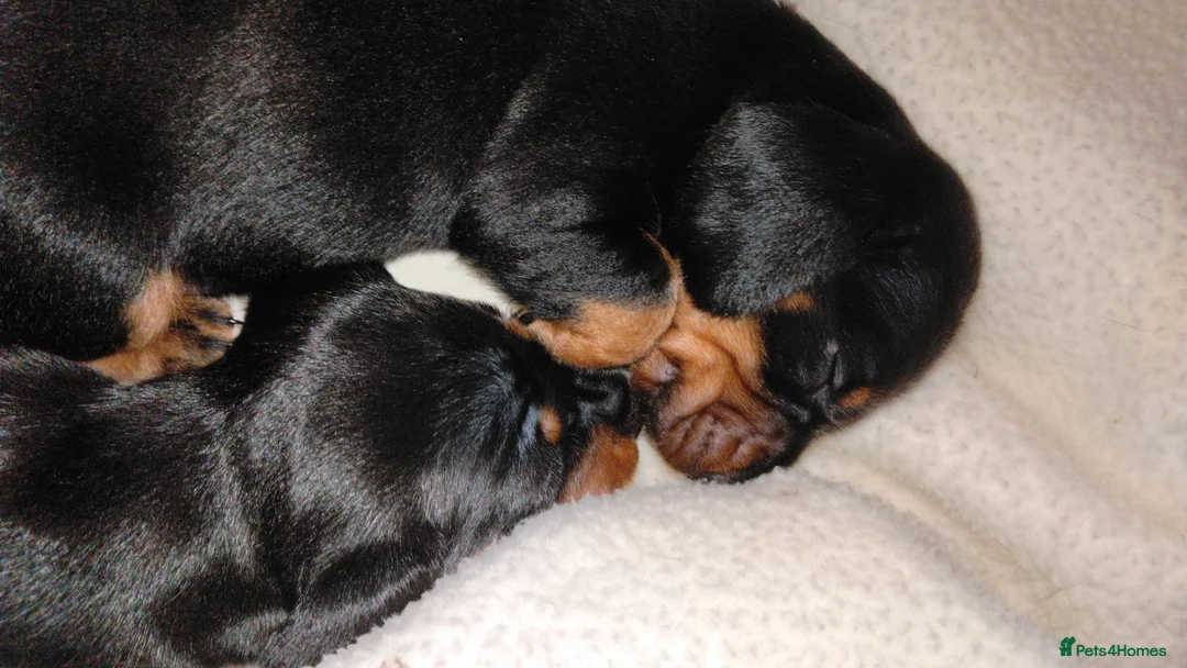 Dachshund dogs for sale: Dachshund Wire and Smooth  - Advert 6