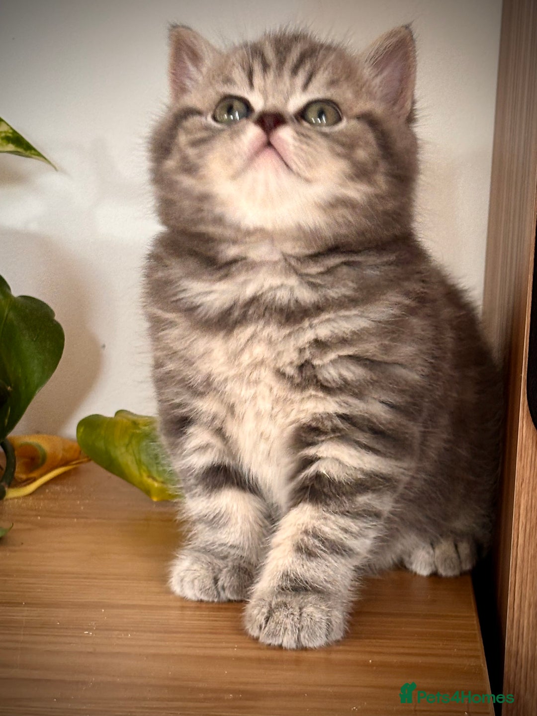 British Shorthair cats for sale: Sunning BSH kittens - ready for  **   - Advert 4