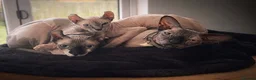 Sphynx cats for sale: Sphynx cats for new home  - Advert 5