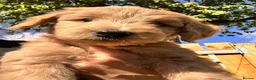 Australian Labradoodle dogs for sale: Super Top Quality Medium Australian Labradoodles - Advert 18