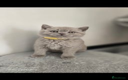 British Shorthair cats for sale: Top Quality GCCF British Shorthair Kittens!  - Image 8