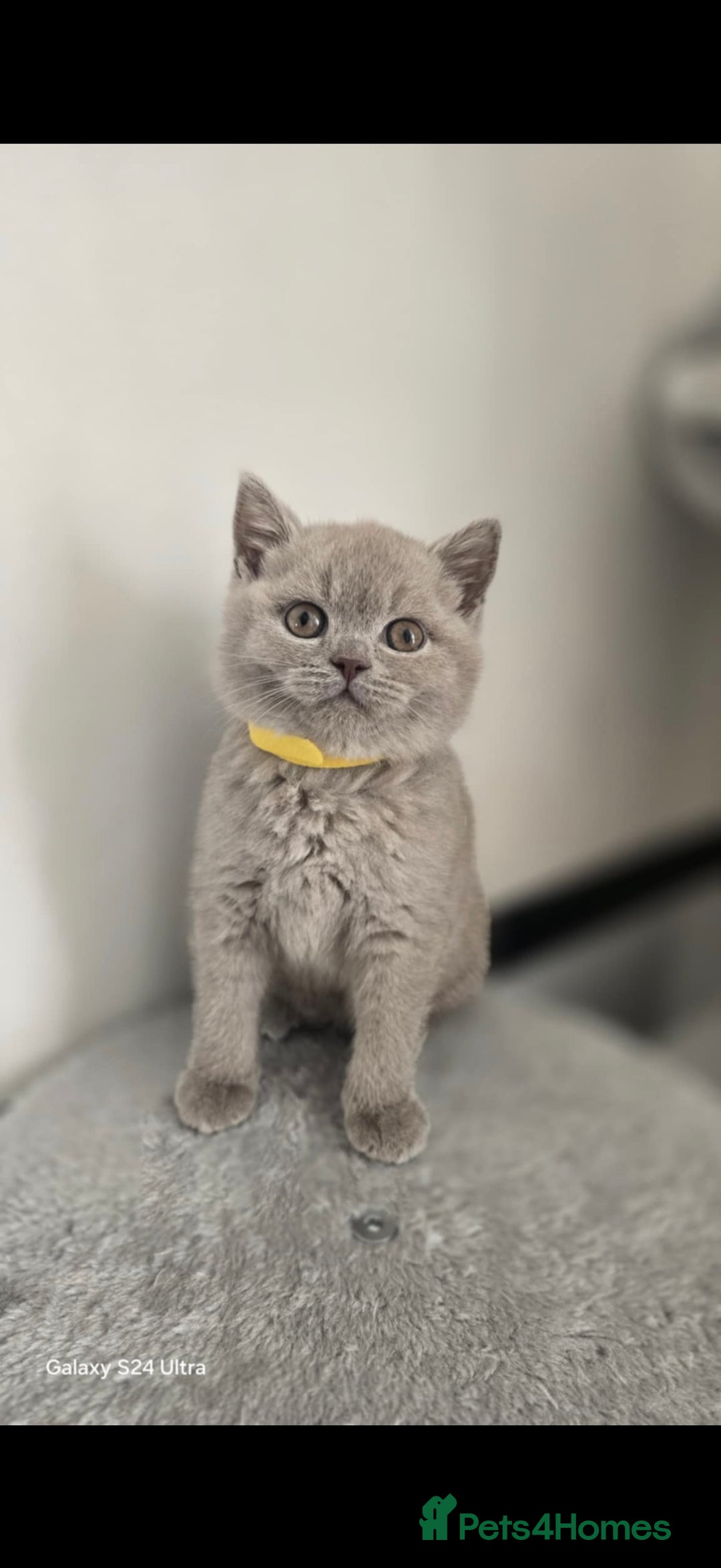 British Shorthair cats for sale: Top Quality GCCF British Shorthair Kittens!  - Image 8