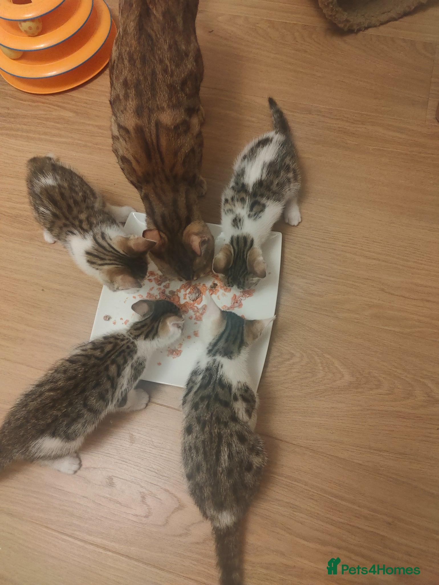 Mixed Breed cats 4 Bengal mix kittens. - Advert 1
