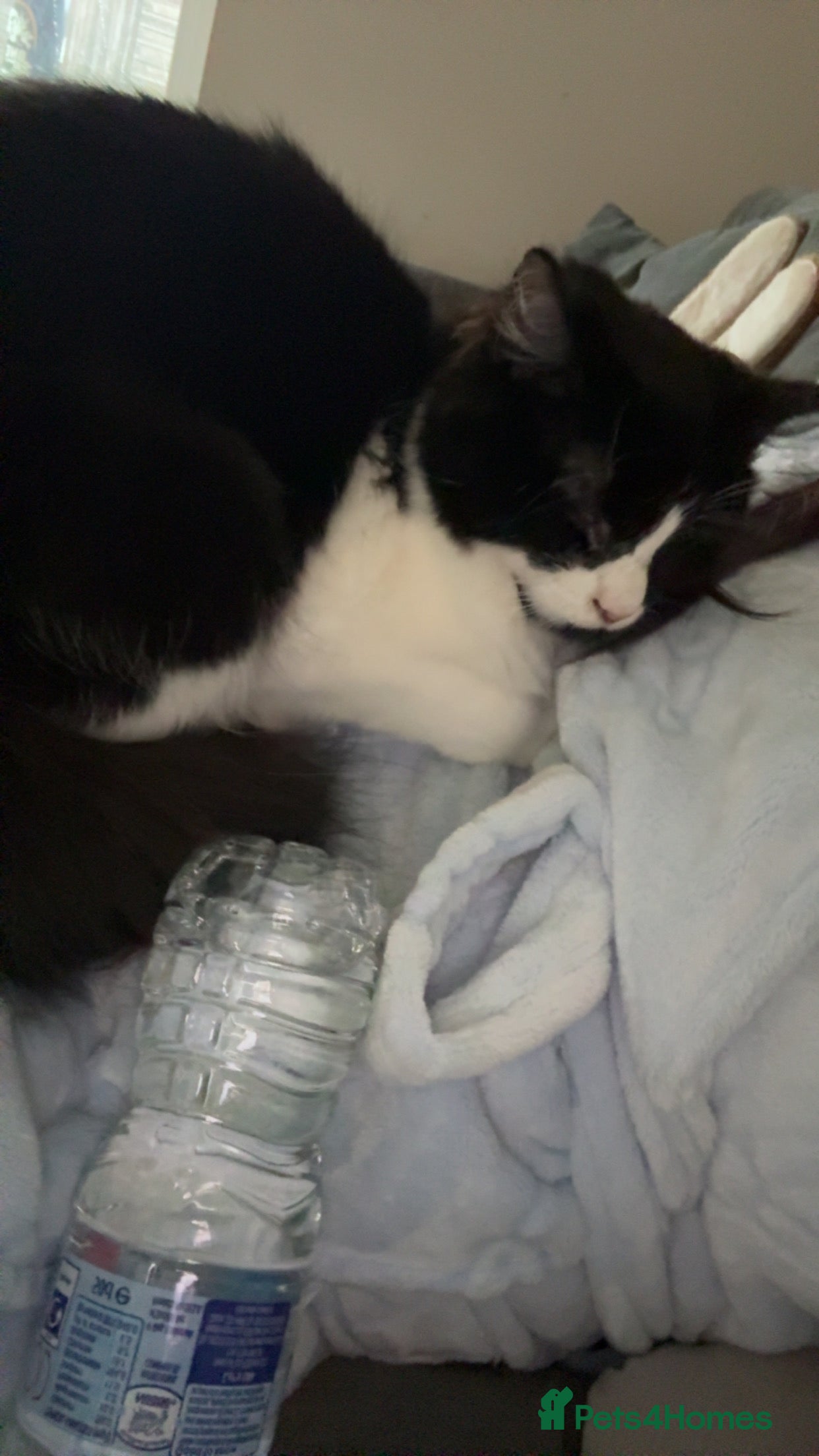 Mixed Breed cats Two female cats- they’re sisters. - Advert 4